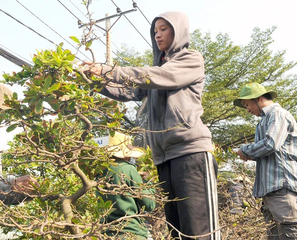 Chăm cho mai nở vào dịp tết