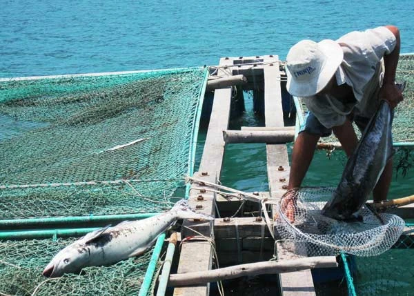 Hàng chục tấn cá bớp nuôi chết chưa rõ nguyên nhân