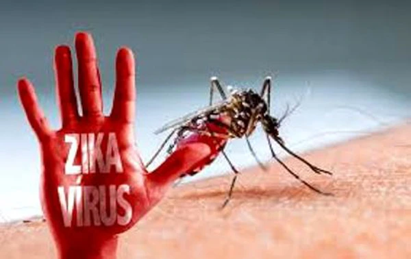 TPHCM: 19/24 quận, huyện có dịch bệnh do virus Zika