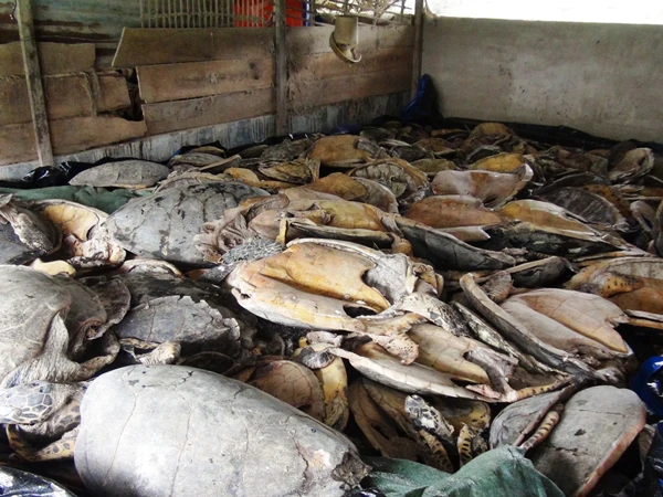 Khởi tố bị can thu mua, tàng trữ hàng ngàn cá thể rùa quý hiếm