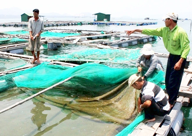 Cảnh báo hiện tượng thủy triều đỏ trên thủy sản