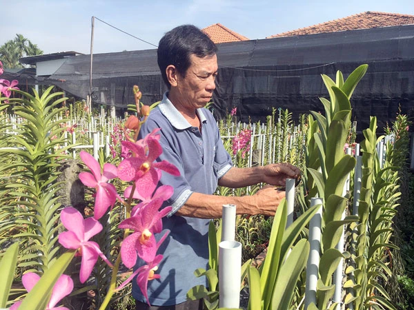 Tạo giống lan “made in Việt Nam”