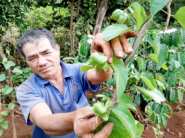 Canh bạc sachi