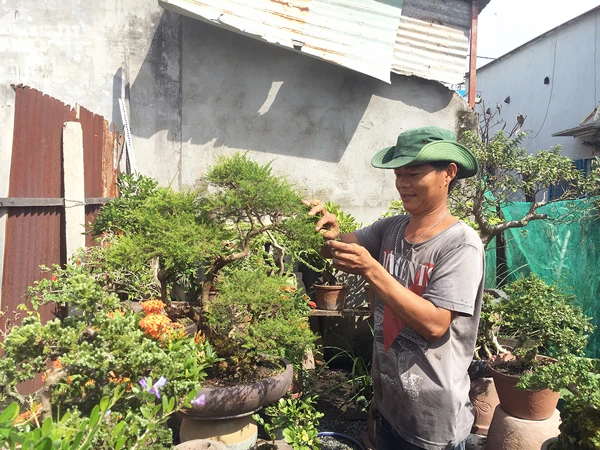 Con “nhà” mai nhưng thành công từ bonsai