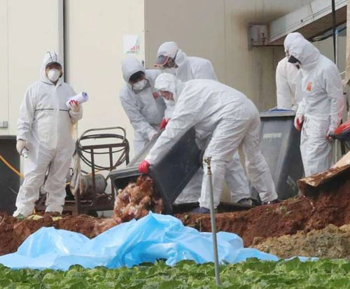 Hàn Quốc tiêu hủy hàng chục triệu con gà, vịt do cúm gia cầm