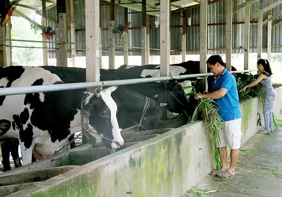 TPHCM Hỗ trợ nông dân trang bị cơ giới hóa nuôi bò sữa