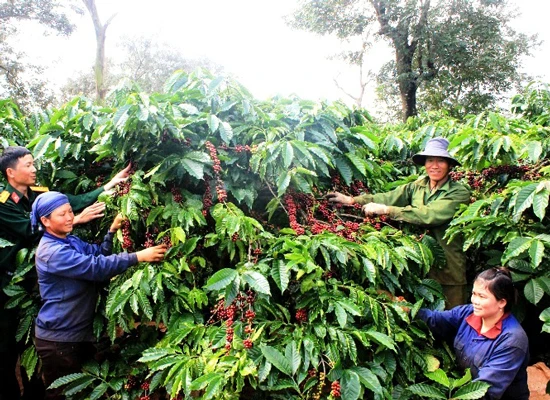 Kiểm soát, ngăn chặn tình trạng trộm cắp cà phê ở Tây Nguyên