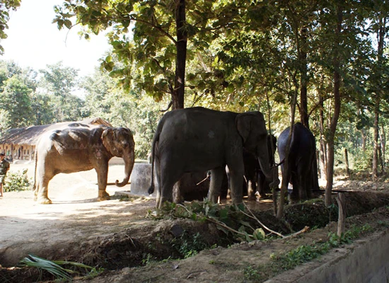 Voi từ vườn quốc gia tấn công làng ở Nepal