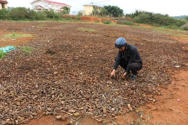 Gia Lai: Đổ xô vào rừng đào rễ cây bán cho thương lái Trung Quốc