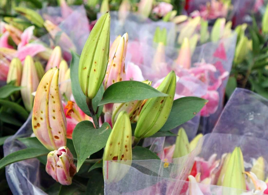 Đà Lạt: Hàng ngàn chậu lily bị mốc không được bồi thường