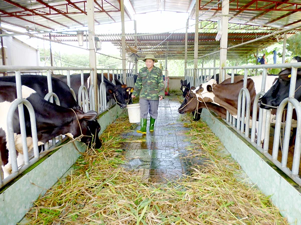 Làm giàu nhờ áp dụng khoa học kỹ thuật vào chăn nuôi bò sữa