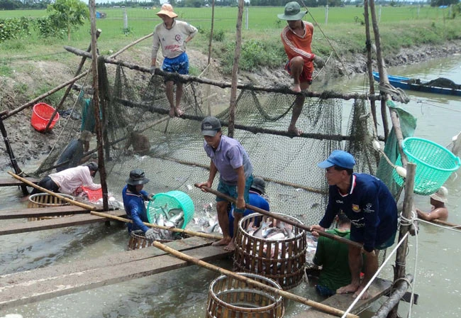 Đa dạng sản phẩm cá tra để phát triển bền vững