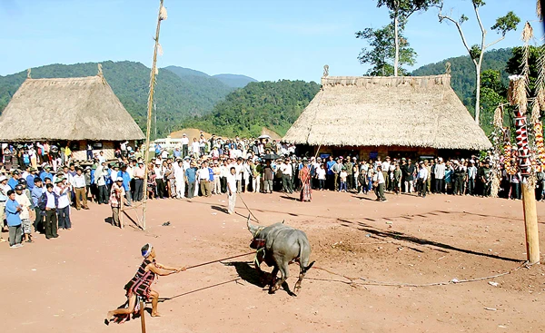 Người Cơ tu Tây Giang bỏ nghi thức đâm trâu