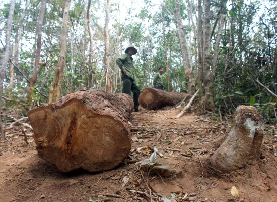 Vụ 20 lâm tặc cướp gỗ: Tổ bảo vệ rừng bịa chuyện gỗ vi phạm bị cướp