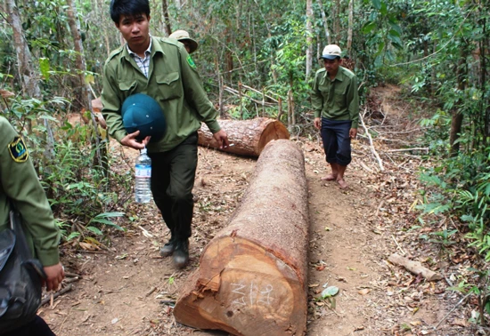 Bịa chuyện bị lâm tặc cướp gỗ: Trưởng ban quản lý rừng nhận trách nhiệm