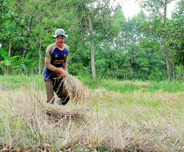 Nhà nông “méo mặt” vì mưa trái mùa