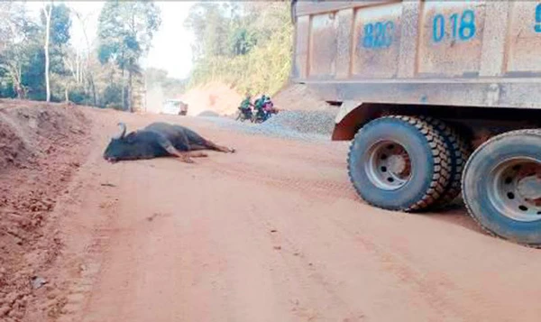 Kon Tum: Húc đầu vào xe tải, 1 cá thể bò tót bị chết