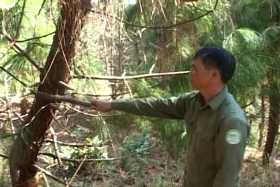 Nhân viên bảo vệ rừng thiệt mạng trên đường tuần tra