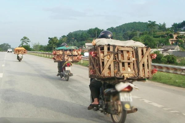 Ngăn chặn virus cúm A/H7N9 xâm nhiễm qua biên giới