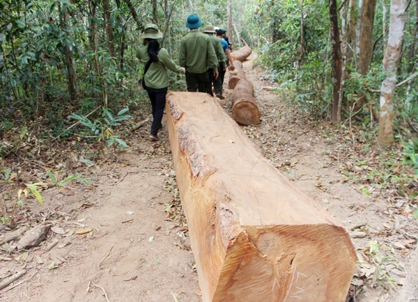 Kỷ luật 7 nhân viên bảo vệ rừng bịa chuyện lâm tặc cướp gỗ vi phạm