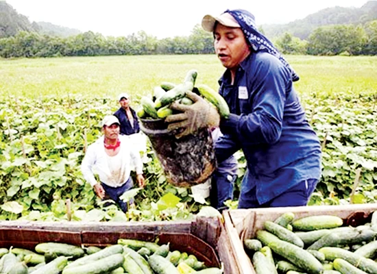 Mỹ: Lại chờ phiên bản mới sắc lệnh về nhập cư