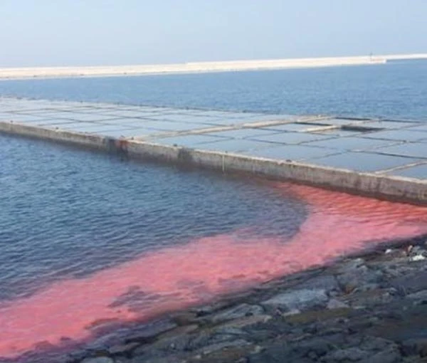 Vệt nước màu đỏ tại biển Vũng Áng là do sự bùng phát của tảo