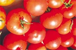 Ăn nhiều cà chua giúp tăng cường khả năng miễn dịch