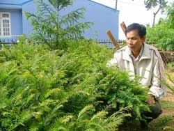 Cây thông đỏ tại Việt Nam: “Vàng” bị lãng quên