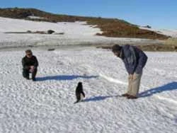 Chim cánh cụt chết – những nhà môi trường nổi giận