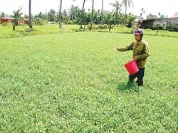TP Hồ Chí Minh: Khiếp đảm “công nghệ” trồng rau muống