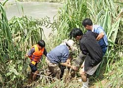 Sự cố hàng loạt cá sấu thoát ra sông ở Khánh Hòa: Náo động hai miền ngược xuôi!