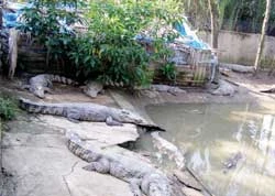 Nhiều hộ nuôi cá sấu chưa an toàn