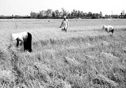 Miền Tây “hiếm” người… gặt lúa
