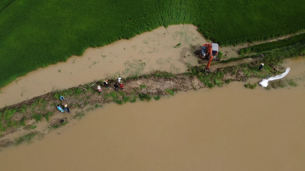 Đắk Lắk: Hơn 2.000 ha lúa nguy cơ bị ngập úng do vỡ đê bao