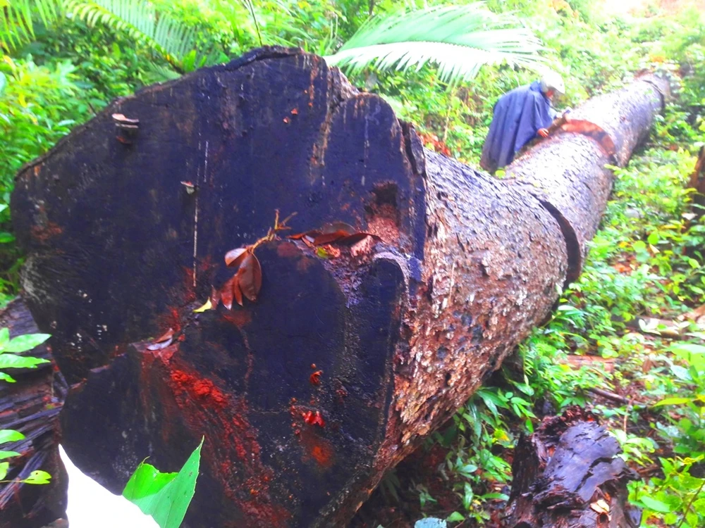 Cây gỗ đại thụ nằm cách chốt bảo vệ rừng 1,5km bị đốn hạ nhưng không thấy chủ rừng ngăn chặn