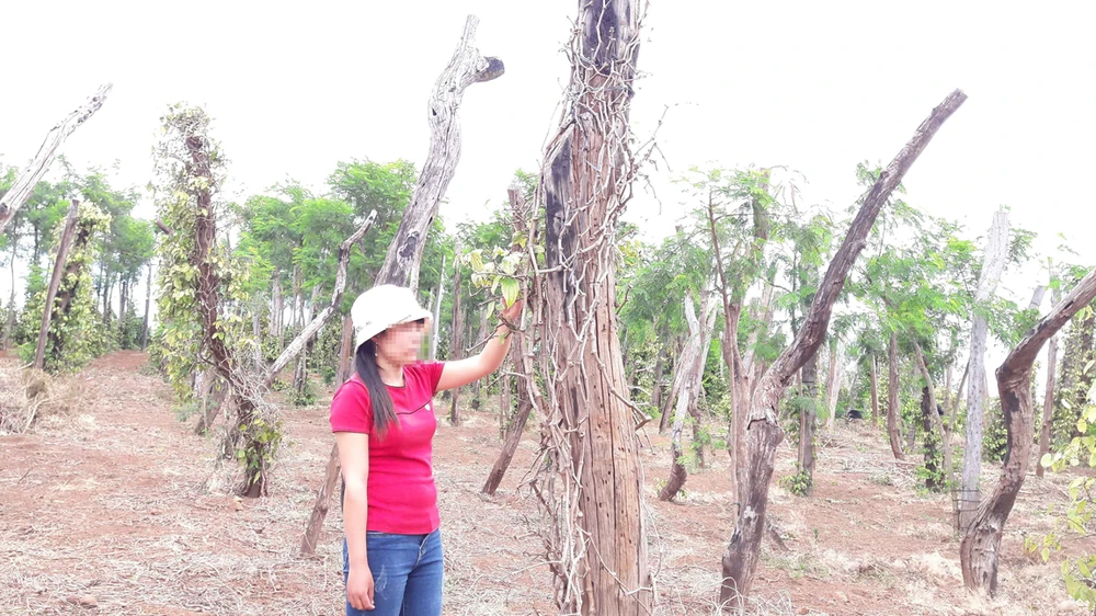 Hồ tiêu chết tràn lan trên địa bàn huyện Chư Pưh