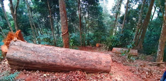 Một vụ phá rừng ở huyện Tu Mơ Rông. Ảnh: HỮU PHÚC