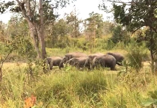 Một đàn voi rừng mà Trung tâm bảo tồn voi đang giám sát, theo dõi