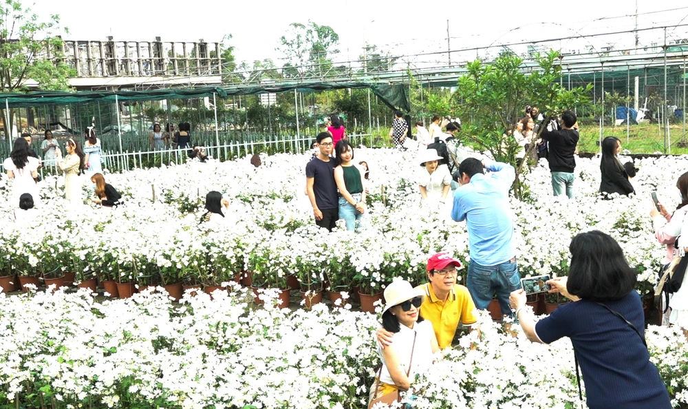 Với 20.000 cây cúc hoạ mi trong vườn ươm rộng 300 m2, đây là lần thứ 2 cúc họa mi được ươm trồng trái vụ và thành công tại TP Đà Nẵng