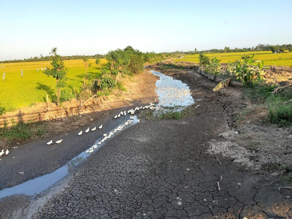 Nhiều kênh mương ở Tiền Giang khô kiệt, ảnh hưởng đến vụ lúa đông xuân. Ảnh: TÍN HUY