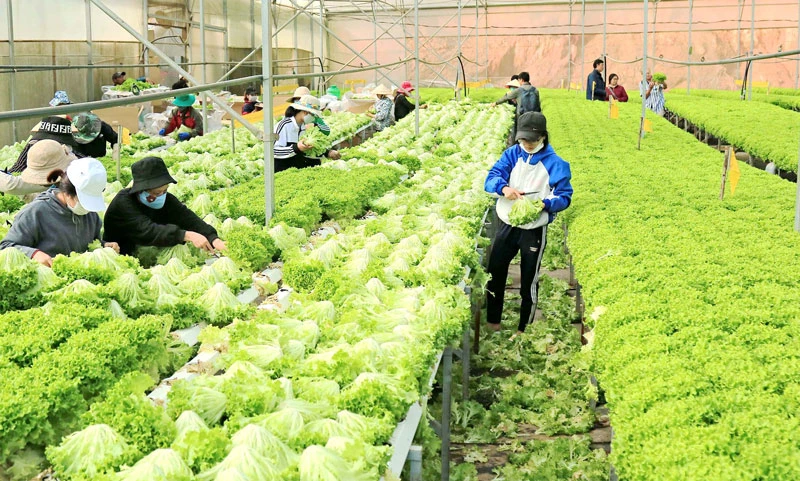 Hoạt động sản xuất, tiêu thụ nông sản ở Đà Lạt dần hồi phục