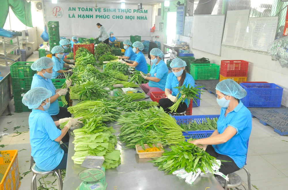Chế biến rau phục vụ xuất khẩu và tiêu dùng trong nước tại HTX Phước An, huyện Bình Chánh, TPHCM. Ảnh: CAO THĂNG