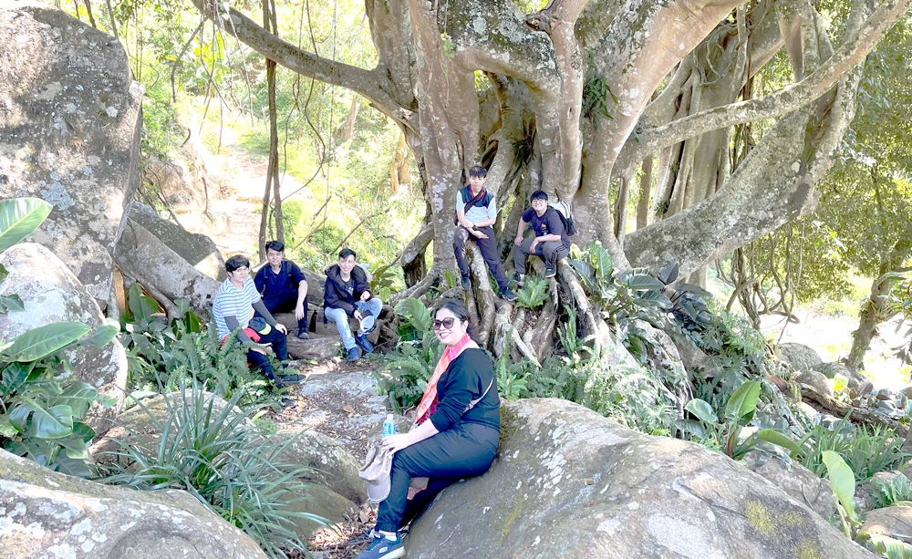 Du khách tham quan cây si cổ khi trải nghiệm sản phẩm du lịch sinh thái tại đèo Tà Nung, TP Đà Lạt