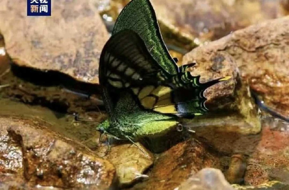 Sinh sản nhân tạo loài bướm quý hiếm