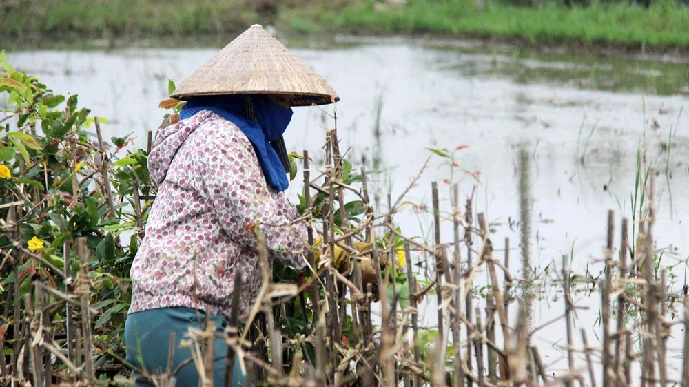 Nông dân ở vùng trồng mai An Nhơn (Bình Định) lội nước ngập chăm sóc mai. Ảnh: NGỌC OAI