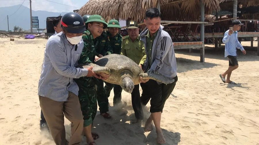 Cứu hộ và thả cá thể Vích quý hiếm về biển