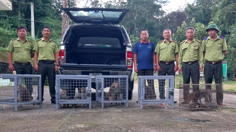 Đàn khỉ vàng được đưa về thả ở Vườn Quốc gia Kon Ka Kinh
