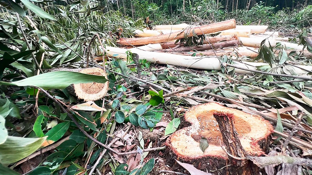 Nhiều cây rừng đường kính lớn giữ chức năng phòng hộ ở lòng hồ Vạn Định vừa bị “xẻ thịt”