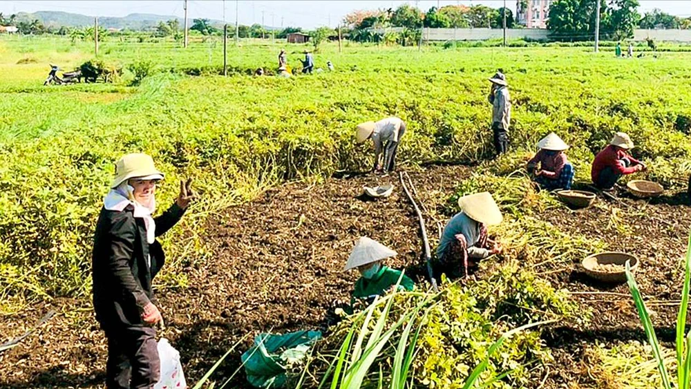 HTX nông nghiệp du lịch cộng đồng An Mỹ (Phú Yên) đang gặp khó khăn do thiếu vốn và thiếu đất. Ảnh: NGỌC OAI