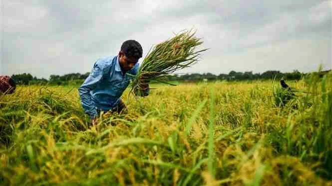 Nông dân thu hoạch lúa trên cánh đồng ở ngoại ô Dhaka, Bangladesh. Ảnh: AFP/TTXVN